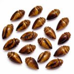 Tiger Eye Conch Shell Carved Gemstone 18×10mm